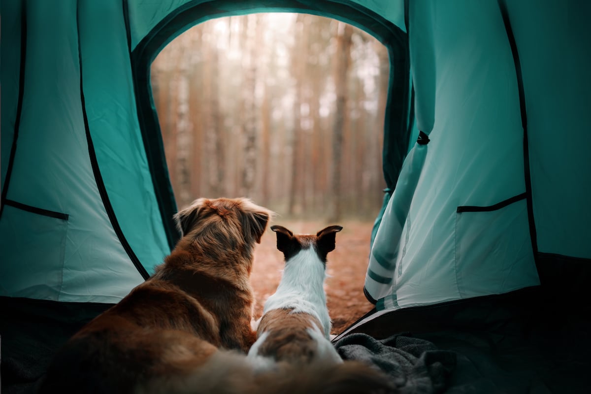 Two dogs in the tent. Jack Russell Terrier and Nova Scotia duck tolling Retriever. Friends tourists