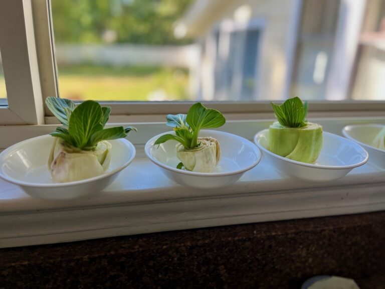 Three white dishes with newly grown bok choy in them on a windowsill.